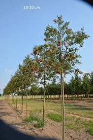 Eberasch, esche, ab‹e›resch‹e› an das in. Eberesche Essbar Hier Als Grossen Baum Kaufen Wir Liefern Zu Ihnen Nach Hause
