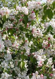 Liven up your landscape with plants that bloom alongside colorful fall foliage. 100 Tree With White Flowers That Smell Good Home And Gardens