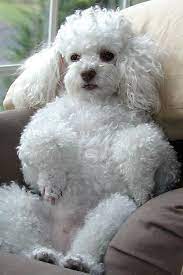Standard, bronze, silver, gold, and platinum. What A Princess Poodle Puppy Miniature Poodle Cute Puppies