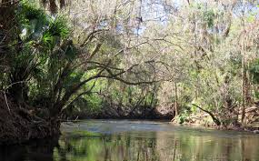 Image result for Alafia caudata