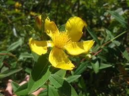 Image result for Hypericum quartinianum