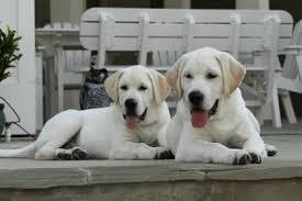 Find great deals on ebay for lab puppies for sale. White Lab Puppies Labrador Retriever Lab Puppies Labrador