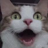 During the first two years, cats become adults, so their first two years would be like our 24 years. Cat Age Calculator