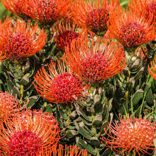 Image result for Leucospermum