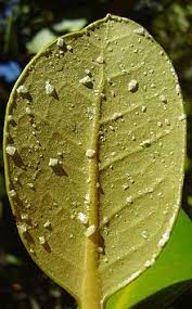 Anak benih, cili, tumbuhan herba tags: Pokok Api Api Jambu Wikipedia Bahasa Melayu Ensiklopedia Bebas