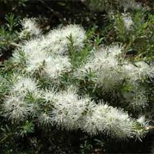 Image result for Annickia ambigua