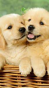 The great collection of wallpapers of cute puppies for desktop, laptop and mobiles. Cute Puppies Phone Wallpapers Wallpaper Cave