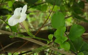 Image result for Asystasia