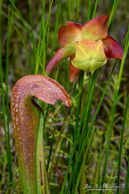 Image result for Volusia resupinata