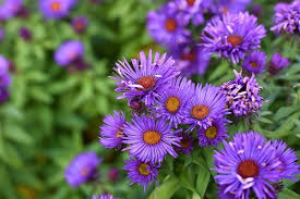 13 Flowers That Bloom All Summer September Birth Flower Flower Landscape Flowers Perennials