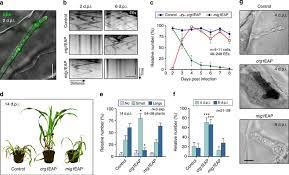 We did not find results for: Ee Motility Is Essential For Early Plant Infection A Download Scientific Diagram
