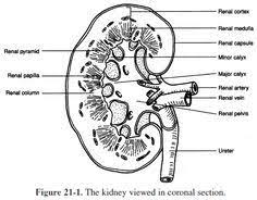 710.00 x 560.00 x 57.00. Kidney Urinary System Coloring Page Chest Workout Routine Diy Valentines Day Gifts For Him Urinary System