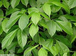 Boxelder Acer Negundo Trees To Plant Plant Leaves Plants