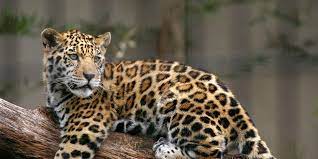 The jaguars compete in the national football. How Endangered Jaguars Returned To Brazil S Ghost Forest Zurich Insurance