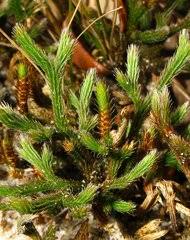 Image result for Selaginella afrorum