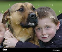 Benjamin the dog hi-res stock photography and images