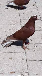Pin By Pigeons On Doneks Pigeon Animals World