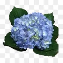Corner of lavender blue flowers. Light Blue Flower Png And Light Blue Flower Transparent Clipart Free Download Cleanpng Kisspng