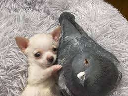 Chihuahua is the smallest and sassy breed of dogs. Pigeon And Chihuahua Puppy Become Cuddly Friends People Com