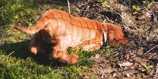 Your dog's need for chewing doesn't go away when they leave puppyhood behind. How To Stop Your Dog Digging Up Your Garden Protect Your Garden From Dog Digging