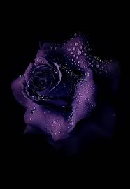 Black And Purple Flowers Wallpaper Beautiful Things Purple Wallpaper Purple Roses
