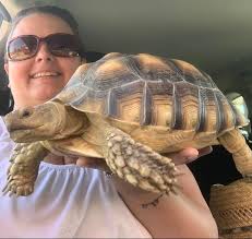 Turtle Crossing Near Ireland Catchment Pond