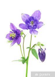 Columbine Flower Cats Best Flower Wallpaper