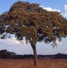 Parinari Curatellifolia Plantzafrica