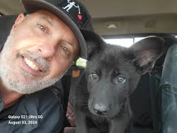 New German Shepherd Dog Introduction