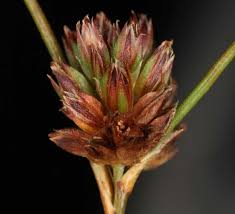 Image result for Juncus lomatophyllus