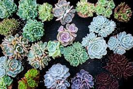 Today, succulents have become popular houseplant alternatives, and the need to purchase them in bulk poses a significant challenge to many homeowners. 13 Best Places To Buy Succulents Online 2021 Buying Guide Succulent Alley