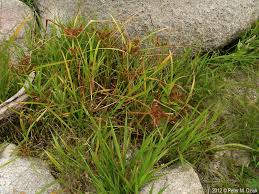 Image result for Cyperus ruwenzoriensis