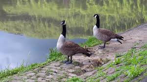 Kanadagänse starten in den morgen zu ihren futtergründen. Kanadagans Familie Auf Dem Neckar In Neckarsteinach Youtube