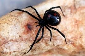 Black widows have 8 eyes im pretty sure of it. Black Widow Spider Predator Picture 5 6 Black Widow Spider Predators Pictures In Spider Category Black Widow Spider Widow Spider Spider