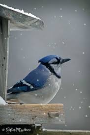 Gray Birds That Look Like Blue Jays Mistymorrning Source Imgfave Chat Blue Jay Blue Jay Bird Beautiful Birds