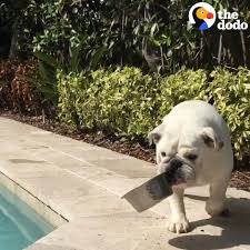 Canned food usually contains more moisture, which is a big plus for bulldogs who can't often be found near the water bowl The Dodo Bulldog Is Completely Obsessed With All Of His Bowls Facebook
