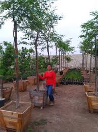 It was recently assigned to the informal monophyletic pterocarpus clade within the dalbergieae. Tipu Trees Garden View Nursery