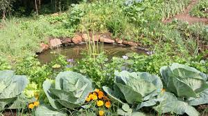 Companion planting or intercropping increases the yields and controls pests. Companion Planting For Pest Control Diy Food Gardening Grow To Eat The Gardener