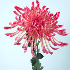 Fuji Chrysanthemum Colors Google Search Fall Wedding Flowers Wedding Flowers Chrysanthemum