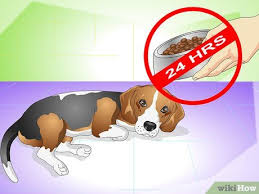Penyebab umum kesakitan di abdomen termasuk gastroenteritis dan sindrom usus besar. Cara Menyembuhkan Sakit Perut Pada Anjing Dengan Gambar