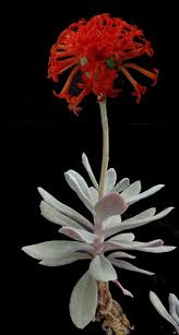 Image result for Kleinia fulgens