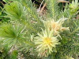 Image result for Phylica emirnensis