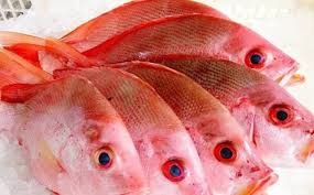 Ikan ceplek atau kakap putih ini tampilannya sangat gagah dengan sentakan yang kuat ketika dipancing. Panduan Lengkap Cara Budidaya Ikan Kakap Merah Ruangburuh Pelatihan Online No 1 Belajar Dengan Video