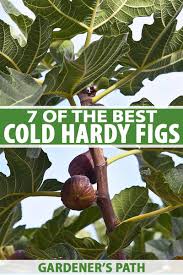 Looking for some greenery in a neglected corner of your house? 7 Of The Best Cold Hardy Fig Trees Gardener S Path