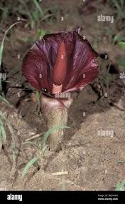 Image result for Amorphophallus abyssinicus