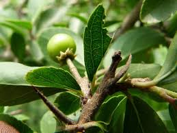 Image result for Flacourtia indica