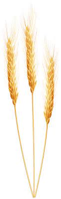 Wheat Png Clip Art Image