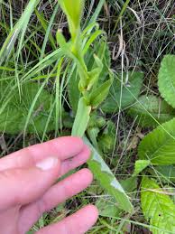 Image result for Disa brevicornis