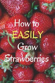How to plant strawberry plants in a garden. How To Plant Strawberries Audrey S Little Farm Every Step For Success Growing Strawberries Strawberry Plants Gardening For Beginners