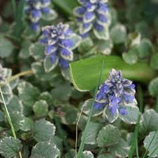 Image result for Ajuga